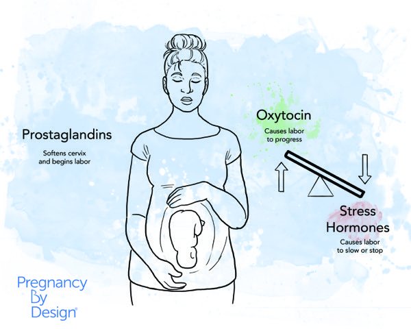 Pregnant woman with graphic of labor hormones